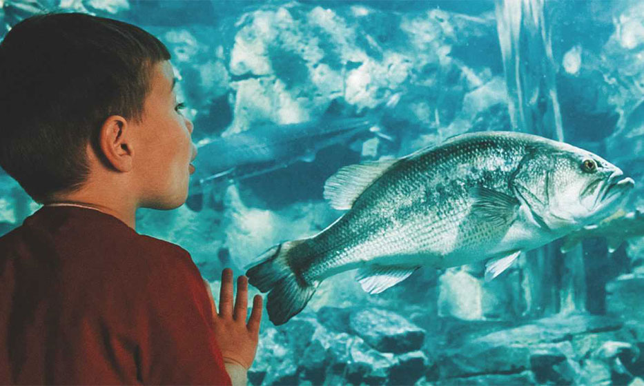 Young boy looking at the live fish aquarium